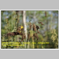 18994 04 078 Hirsepflanze - Konsodorf - Konso - Aethiopien 2012.JPG